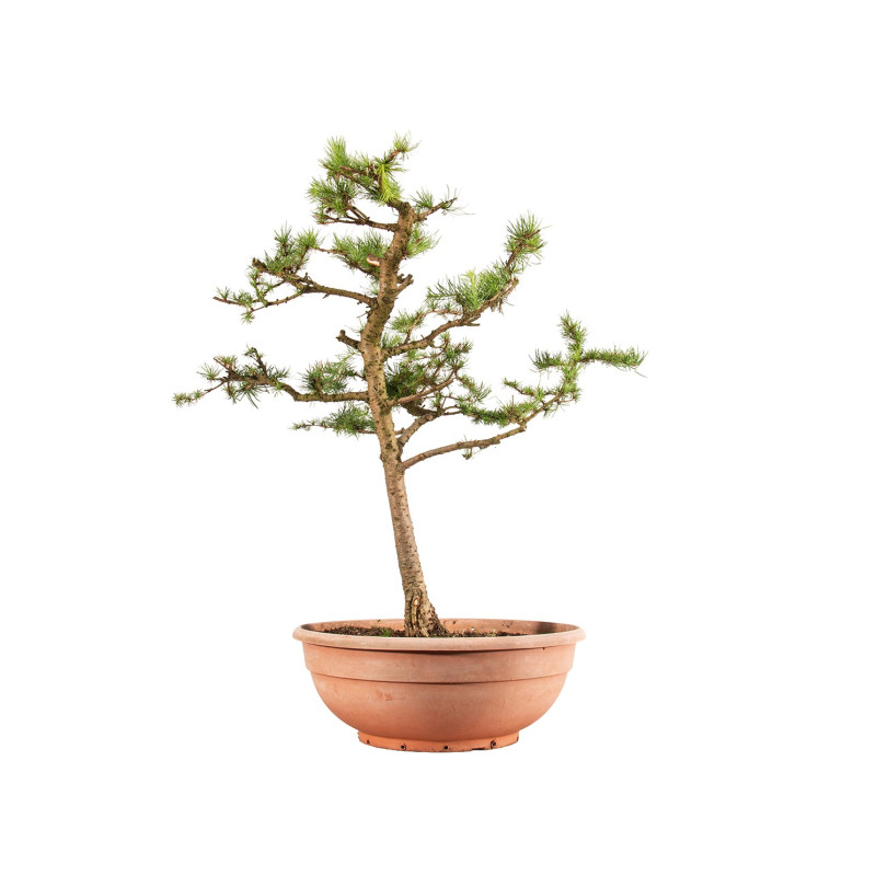 Larix decidua - B5252