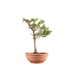 Larix decidua - B5252