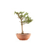 Larix decidua - B5252