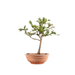 Larix decidua - B5252