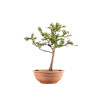 Larix decidua - B5252