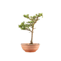 Larix decidua - B5252