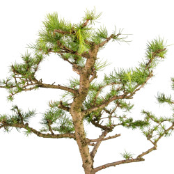 Larix decidua - B5252