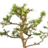 Larix decidua - B5252