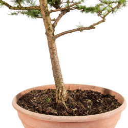 Larix decidua - B5252