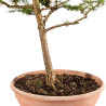 Larix decidua - B5252