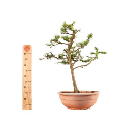Larix decidua - B5252