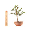 Larix decidua - B5252