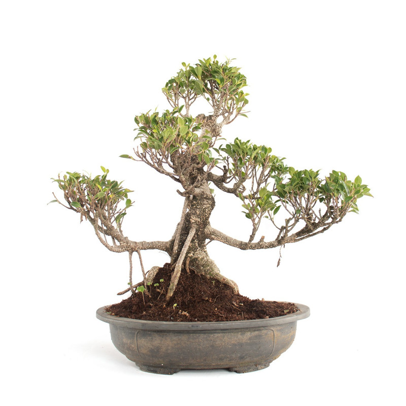Ficus Retusa - Especial Kaeru