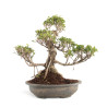 Ficus Retusa - Especial Kaeru