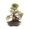 Ficus Retusa - Especial Kaeru