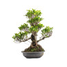 Ficus Retusa - Especial Kaeru
