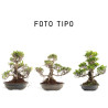 Ficus Retusa - Especial Kaeru