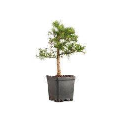 Larix decidua - B5240