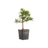 Larix decidua - B5240