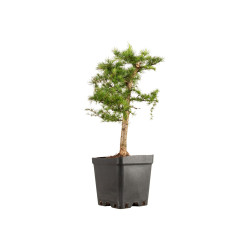 Larix decidua - B5240