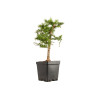 Larix decidua - B5240