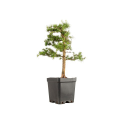 Larix decidua - B5240
