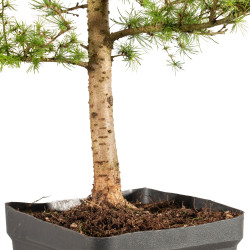 Larix decidua - B5240