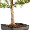 Larix decidua - B5240