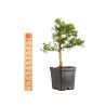 Larix decidua - B5240