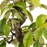 Pseudocydonia sinensis - B5309