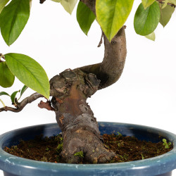 Pseudocydonia sinensis - B5309