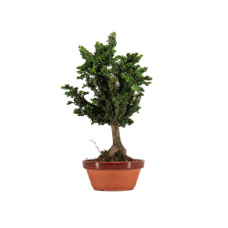 Sekka hinoki - B5305