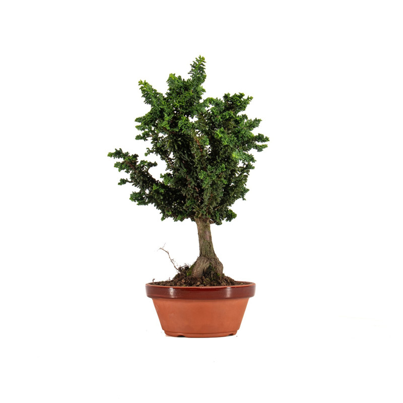 Sekka hinoki - B5305
