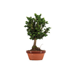 Sekka hinoki - B5305