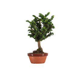 Sekka hinoki - B5305