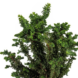 Sekka hinoki - B5305