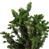 Sekka hinoki - B5305