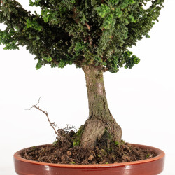 Sekka hinoki - B5305