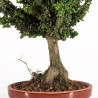 Sekka hinoki - B5305