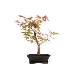 Acer palmatum deshojo - B5279
