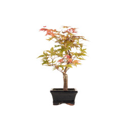 Acer palmatum deshojo - B5279