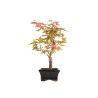 Acer palmatum deshojo - B5279