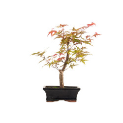 Acer palmatum deshojo - B5279