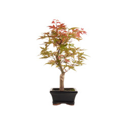 Acer palmatum deshojo - B5279