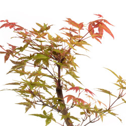 Acer palmatum deshojo - B5279