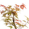 Acer palmatum deshojo - B5279