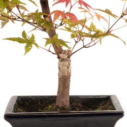 Acer palmatum deshojo - B5279