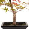 Acer palmatum deshojo - B5279
