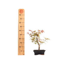 Acer palmatum deshojo - B5279