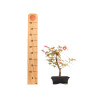 Acer palmatum deshojo - B5279