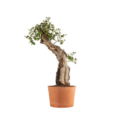 Quercus suber - B5301