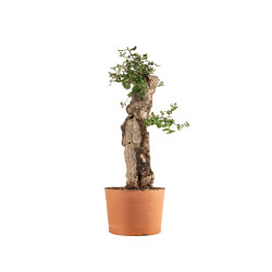 Quercus suber - B5301