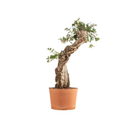 Quercus suber - B5301