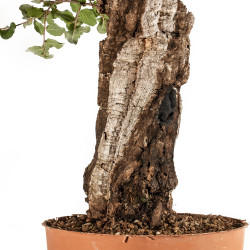 Quercus suber - B5301